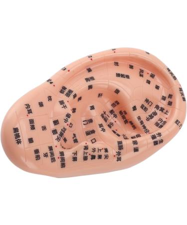 Buy 17cm Ear Acupuncture Point Model - Large Reflexology Learning Display for International Shipping - Buy Online on GoSupps.com