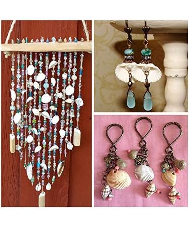 Small White Clam Seashells - Pack of 1 | Natural DIY Craft and Home Decor Vase Fillers - Buy Online on GoSupps.com