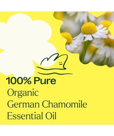 Plant Therapy Organic German Chamomile Essential Oil 2.5 mL (1/12 oz) 100% Pure Undiluted Therapeutic Grade German Chamomile 0.08 Fl Oz (Pack of 1) - Buy Online on GoSupps.com