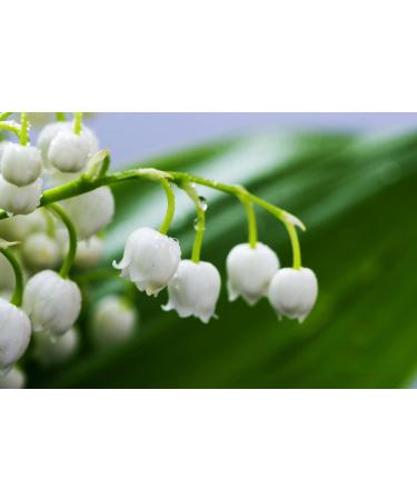 Ladybug Spot Long Lasting Natural Solid Cologne Infused with Essential Oils for Men & Woman 1 OZ Large Size (Earl Grey Tea) - Buy Online on GoSupps.com