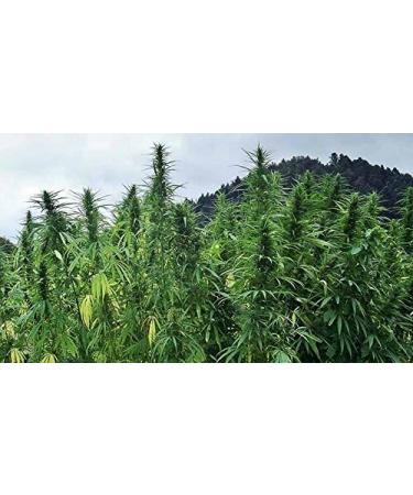 Organic European Hemp Protein Powder 500g by Indigo Herbs - Buy Online on GoSupps.com