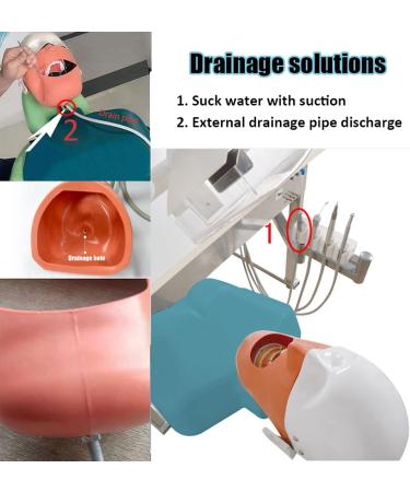 Buy Dental Phantomkopf Model - Realistic Dental Simulator with 28 Resin Teeth & 7 Pulp Cavity for Dentists & Assistants | International Shipping - Buy Online on GoSupps.com