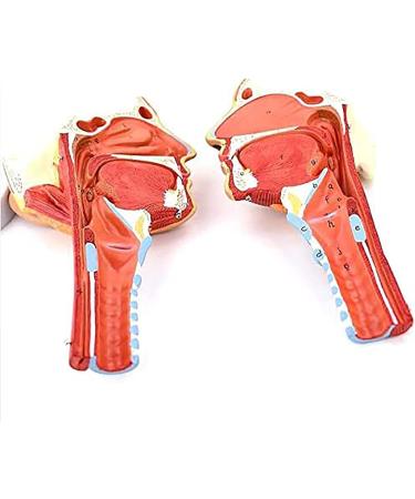 Larynx Anatomical Model Pharyngeal Muscle Pain Model Human Model for Reinforcing The Neck Structure and Function HNO Medicine Split 2 Parts - Buy Online on GoSupps.com