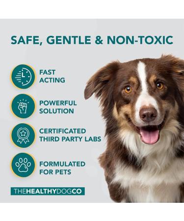 The Healthy Dog Co Spot On Flea and Tick Treatment for Dogs 100ml - Buy Online on GoSupps.com