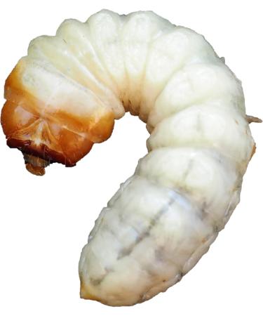 Tooludic Gift Wumsaltz cube with Sal de Gusano 2 x 4 g with name engraving according to the customers wishes - Buy Online on GoSupps.com