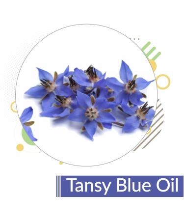 Crysalis Tansy Blue (Tanacetum Annuum) Oil |100% Pure & Natural Undiluted Essential Oil Organic Standard Tansy Oil For Cleansing Skin & Pores Reduce Redness Repair Damaged Skin - (15 ML) - Buy Online on GoSupps.com
