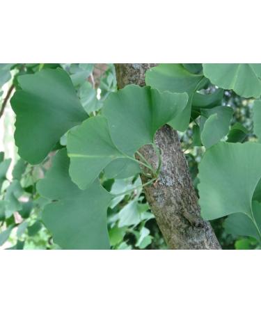 SAFLAX - Ginkgo - 4 seeds - With substrate - Ginkgo biloba - Buy Online on GoSupps.com