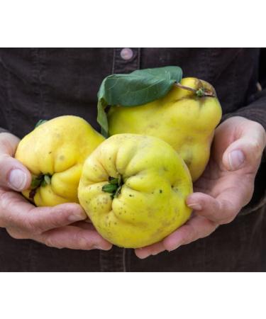  SIGI Azienda Agricola Quince and Sapa Jam produced in the Marche region - No colorings or preservatives - 100% natural - 220g - Buy Online on GoSupps.com