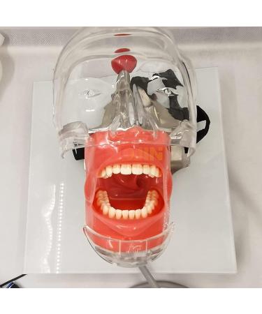 GeRRiT Maxillary and Mandibular Tooth Shape Models 28 Teeth Dentition Training Models with Phantom Head for Education and Learning Open-Bite Type - Buy Online on GoSupps.com