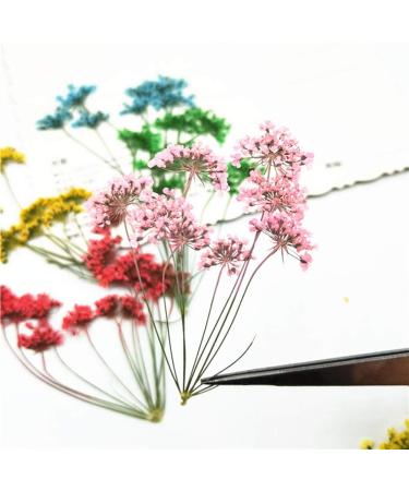 6pcs Natural Real Pressed Dried Flowers for DIY Jewelry Making & Resin Crafts (Multi) - Buy Online on GoSupps.com