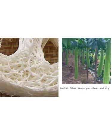 Organic Loofah Slices for Soap Making - 50 Natural Loofah Sponges | Cleaning Supplies - Buy Online on GoSupps.com