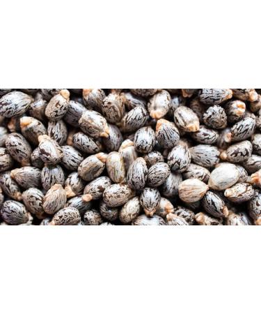 OPO Pure Castor Bean Oil - 100% Organic Cold Pressed Premium 4 OZ | Best for Hair Nails Eyelashes & Beard Care - Buy Online on GoSupps.com