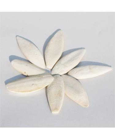Rosavida 3 Piece Cuttlebone for Cockatiels, Birds, Reptiles, Turtles, Snails - Natural Polished Cuttlebone for Optimal Calcium & Mineral Supply - 5.5-6.5 Inch - Buy Online on GoSupps.com