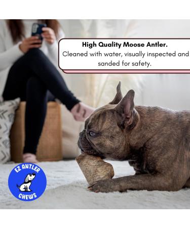 EZ Antler Chews - Moose Antlers for Dogs - Medium Whole - Dogs under 55lbs - Long Lasting Dog Treats Dog Chews - Marrow Bone Dog Treats - Naturally Shed -Preservative Free Cruelty Free Antler Dog Chew - Buy Online on GoSupps.com
