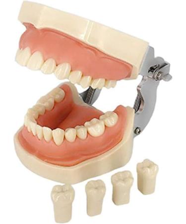 BuTkus Dental Teaching Tooth Model - Removable Implant Practice with Soft Gums & 28 Resin Teeth for International Shipping - Buy Online on GoSupps.com