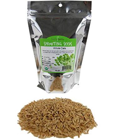 Organic Non-GMO Whole Oat Grain Seeds (With Husk Intact)- 1 Lb Re-Sealable Pouch- Oats Seed Grains, for Sprouting, Oat Grass, Animal Feed, Storage & More 1 Pound Pouch