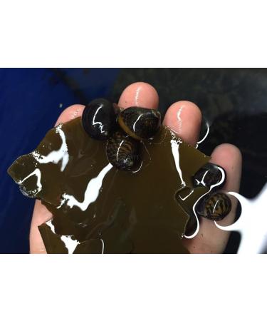 NatureHolic - AlgaePlate Natural Cut - For Herbivores and Weekenders for Shrimp Snails and Catfish in the Aquarium - 10 g - Buy Online on GoSupps.com