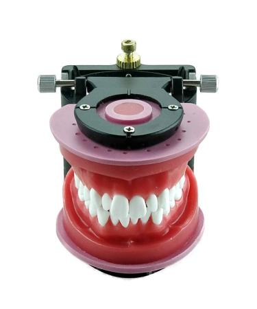 AlexaDentalStudio O001 Dental Training Model Orthodontic Wax Typodont