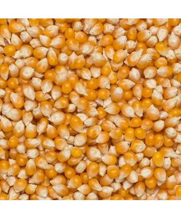 Wholefood Earth Organic Popping Corn 3kg - GMO Free, Vegan, High Fibre | Certified Organic Salted 3.00 kg - Buy Online on GoSupps.com