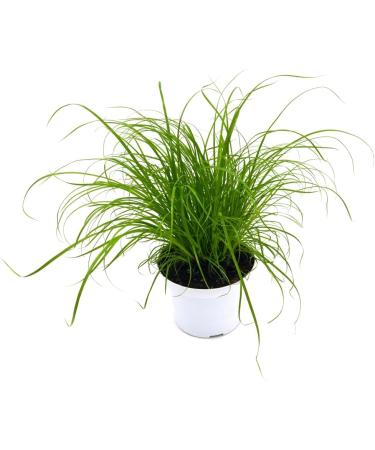 Buy Common Cat Grass (Cyperus alternifolius Zumula) - Premium Quality for Healthy Cats | International Shipping Available - Buy Online on GoSupps.com