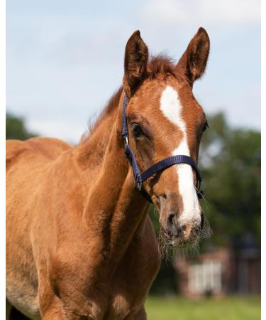 QHP Foal Halter - Nylon Foal Halter in 4 Sizes & 6 Colors | Pony Foal Blue - Buy Online on GoSupps.com