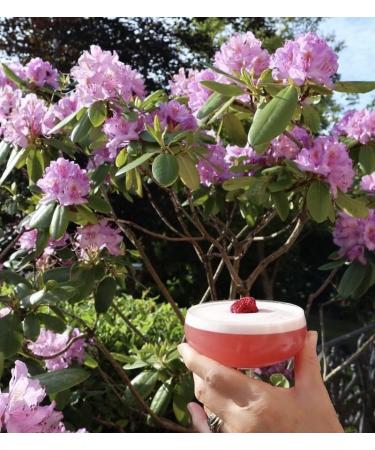 Drink Botanicals Ireland Raspberry Syrup | Made from Raspberry Juice & Pulp| Natural Fruit Content | Flavored Syrup for Beverages | 30 Servings 500ML Glass Bottle - Buy Online on GoSupps.com