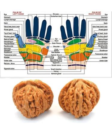 Natural Walnuts Relieve Stress And Soothe Meridian Walnuts Promote Blood Circulation Massage Walnuts Add A Walnut Cleaning Brush Walnuts Can Change Color With Play 48mm - Buy Online on GoSupps.com