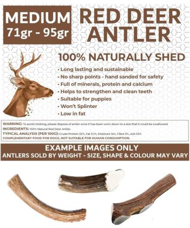 Antlers for Dogs Ideal for Medium Dogs Sustainable Naturally Shed Deer Antlers for Dogs Dog Toys Dog Treats Dog Antler Reindeer Antlers for Dogs Natural Dog Chews Dog Chew Toys M (Pack of 1) - Buy Online on GoSupps.com