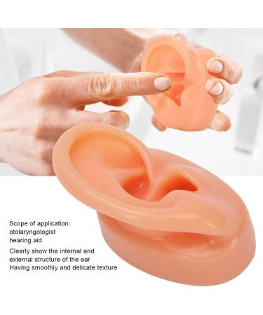 Jacksking Silicone Ear Model - Realistic Textured Medical Teaching Aid for Office Use - Buy Online on GoSupps.com