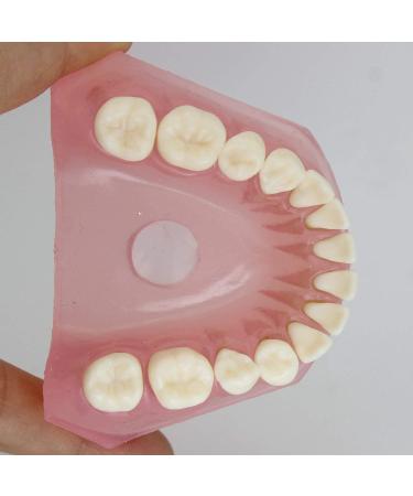 Samnuerly 28 Removable Teeth Dental Implant Model - Translucent Standard for Research & Teaching - Ideal for Removable Lower Jaw - Buy Online on GoSupps.com