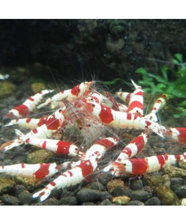 Shrimp Feeding Sticks - Fish Food - Fish Diet - 40ml Mix - For Crystal Shrimp - Buy Online on GoSupps.com