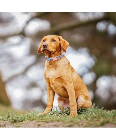 Unique Blue Rose Dog Collar - Stylish & Durable for Small to XL Dogs | Perfect Gifts for Pet Lovers - Buy Online on GoSupps.com