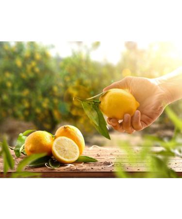 Veenas Yellow Lemon | 10 Pieces | Lemon | 100% Fresh | Inidan Origin - Buy Online on GoSupps.com