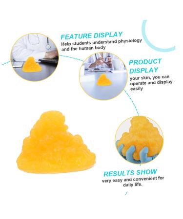 Gatuida Nutritionist 2pcs Fat Model Models Human Body Fat Replica Human Body 1-Pound Fat Replica Base Fitness Sports Fat 1lb - Buy Online on GoSupps.com