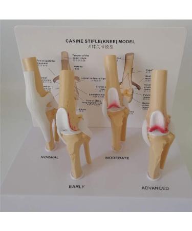 Dog Knee Joint Model Four Stage Knee Arthritis Health Knee and Dog Lesion Joint Model for Veterinary Office Teaching Aids - Buy Online on GoSupps.com