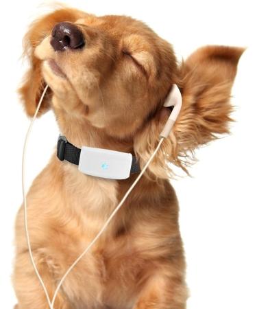 Buy Winnes Dog GPS Tracker TK911 - Waterproof Real-Time Tracking & Geofencing for Small Pets - No Subscription Required - Buy Online on GoSupps.com