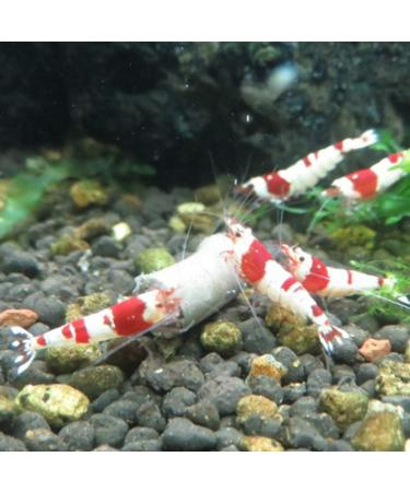 Shrimp Feeding Sticks - Fish Food - Fish Diet - 40ml Mix - For Crystal Shrimp - Buy Online on GoSupps.com