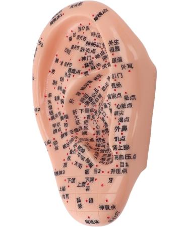 Buy Ear Acupuncture Display Model - Clear Point Visibility for Study Presentations | International Shipping Available - Buy Online on GoSupps.com