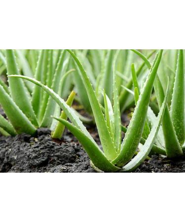 Buy 500ml Pure Aloe Vera Gel - 100% Cold Pressed Organic Additive-Free from Canary Islands - International Shipping Available - Buy Online on GoSupps.com