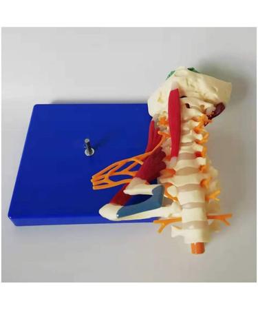 LifeSize Cervical Vertebra Template - Model of Human Being with Nerves Cerebral Trunk Occipital Bone Armpit - Buy Online on GoSupps.com