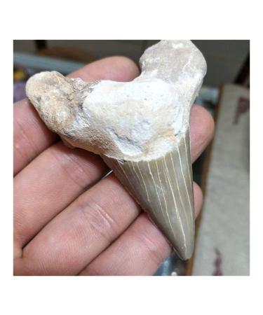 Stone Natural paleontological Tooth Natural Minerals Balance Gemstone Decoration Full of Texture