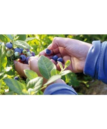 Azala Bonne Maman Wild Cranberry Jam 1 kg - Buy Online on GoSupps.com