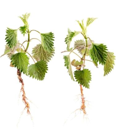 Nettle Root/Ortie Racine (Urtica Dioica) - Health Embassy - 100% Natural (50g) - Buy Online on GoSupps.com