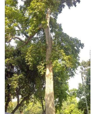 Arjun Chal bark 100g Arjun Chall Terminalia Arjun - Buy Online on GoSupps.com