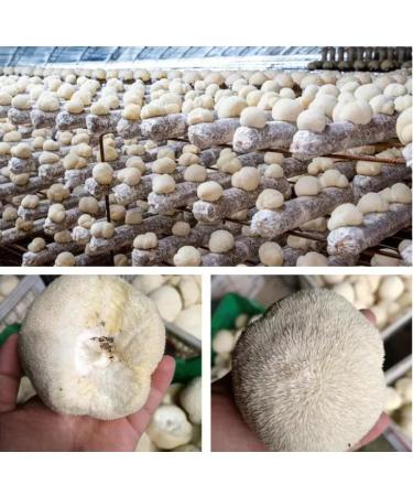 Mushroom Lion Mane 100 g | High in Protein - Texture Similar to Meat | Whole Mushrooms - Taste Quality - Buy Online on GoSupps.com
