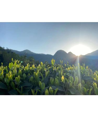 Th Vert Premium Brume de Mich lia Infus Naturellement aux Fleurs Fra ches Sans Ar me 100g Th Vert Artisanal du Sichuan Spiritus Mundi - Buy Online on GoSupps.com