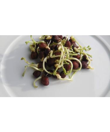 500g Organic Black Chickpea Sprouts - Microgreens for Healthy Living | International Shipping Available - Buy Online on GoSupps.com