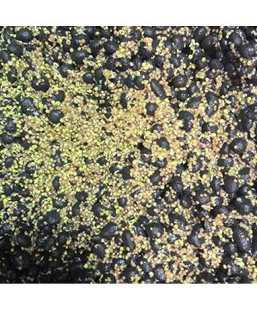 Haloppe 500 Aquarium Plant Seeds - Ideal for Home Garden & Water Decor | Perfect for Aquariums & Front Gardens - Buy Online on GoSupps.com