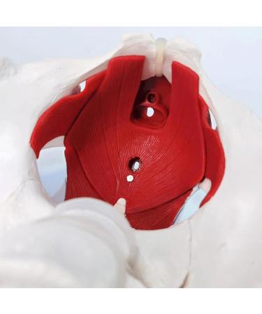 Esmen Female Pelvis Perineum Model - Removable Organs & Magnetic Mounting for Educational Display | International Shipping - Buy Online on GoSupps.com