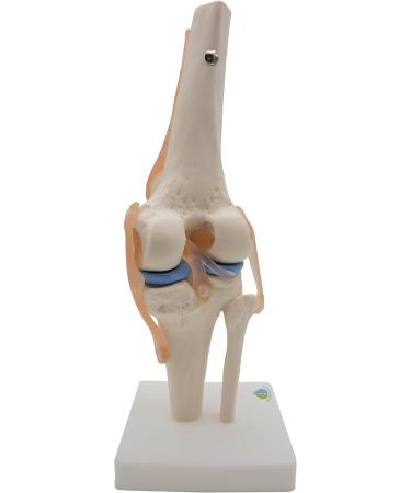 Opaeroo Life Size Anatomical Medical Knee Joint Model with Ligaments - Perfect for Education & Anatomy Studies - Buy Online on GoSupps.com